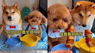 今日早餐-口蘑虾滑堡 #安静的布丁妹妹 #柴犬 #泰迪【布丁合集】