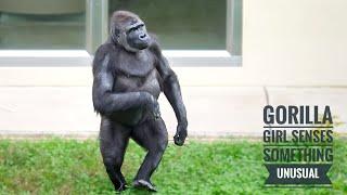 Gorilla Girl Senses Something Unusual in The Gorilla House | The Shabani's Group