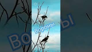 #2024 #rec #trends #shortsvideo #raven #bird #sky #december