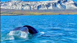 Whale Watching - Akureyri, Iceland - Watch till the End..