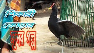 যুদ্ধবাজ কোড়া পখির গল্প/শিকারী পাখি কোড়া/Nice Bird Watercock/