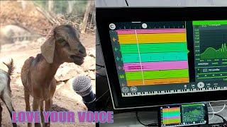 The Singing Goat | Love your voice | FL STUDIO MOBILE Auto-Tune