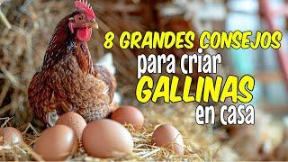 8 consejos para criar GALLINAS sanas y PRODUCTIVAS 