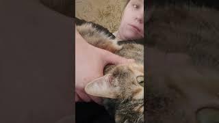 Cat  #cat