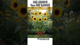 키가 작게자라는 난쟁이 왜성 해바라기 분양합니다 #가드닝 #정원 #정원꾸미기