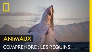 COMPRENDRE : Les requins