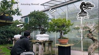 Devon Bonsai Nursery 2024