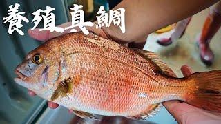 【台灣養殖生魚片EP4】用養殖真鯛 石雕做活締熟成生魚片 | 腦絞位置的討論。@soujipro 熟技職人