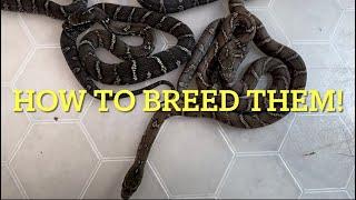 HOW TO BREED RUSSIAN RAT SNAKES !