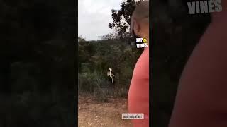 animals respect   