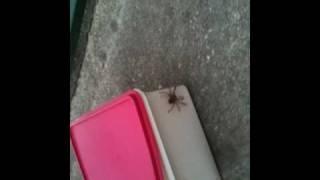 Man (Daddy) Vs Spider (Huntsman)