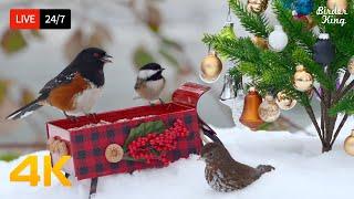  24/7 LIVE: Christmas Cat TV for Cats to Watch  Cute Birds Squirrels in the Snow 4K