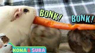 Double Bonk