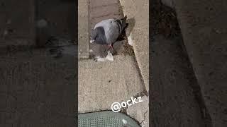 Found a pigeon in his bag literally.  original clip this joint done went #viral #ockz