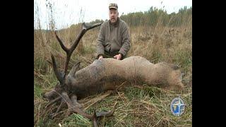 Охота на благородного Оленя на реву. С подхода (Hunting from approach on a Royal Stag on the roar ).