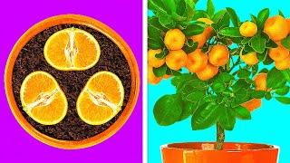 26 ASTUCES POUR FAIRE FACILEMENT POUSSER TES PROPRES PLANTES