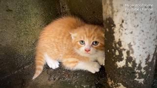 Cat Mom Dropped Off a Kitten at My House, Then Kept Bringing Cat Dad to Freeload Meals Days Later