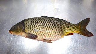 How to Fillet, Score, & Fry a Carp - Common Carp