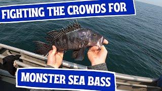 Outstanding Sea Bass Fishing on The Dauntless Fishing Boat in  Point Pleasant New Jersey!