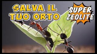 Salva il tuo orto dalle FORMICHE ... moto tutto Biologico