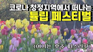 [4K 호주 퍼스] 낭만 있는 봄꽃놀이_튤립 페스티벌 리뷰 (브이로그)