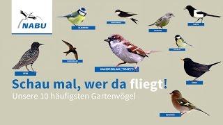 Top 10 Garten-Vögel: So könnt Ihr sie erkennen