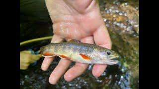 Part 1: An Epic Day of Back Country Fishing in Great Smoky National Park