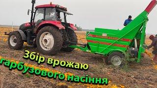 Збір врожаю гарбузів "Українська багатоплідна" на полі, комбайном Simsek Makine TR-2800