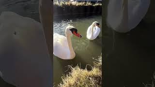 Mr Swan (Perri’s dad) honks for his treats like a true gentleman—every single time
