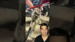 Rabies and a Racoon Bite