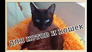 Как успокоить кота и кошку  Музыка для сна кошек котов и котят Колыбельная для котят котов и кошек