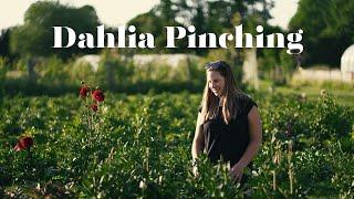 Dahlia Pinching - A super simple how-to!