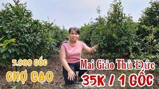 Mai giảo thủ đức ĐẾ CỦ MÌ giá 35K 1 gốc rẻ nhất ở Chợ Gạo Chi Hương