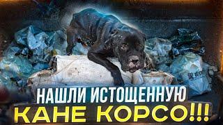 Нашли истощенную Кане Корсо в лесополосе!!!