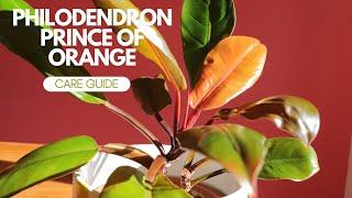 Prince Of Orange Philodendron Care Instructions  How To Care For Prince Of Orange