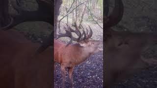 WOW MONSTER Stag Roars at FEMALES!!! #reddeerrut #deer #trailcameras #nature #wildlife #antlers #