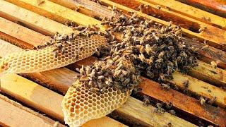 Return to Nature: Beekeeping has changed our lives forever. Bees are a source of happiness