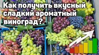 Как получить вкусный, сладкий, ароматный виноград?