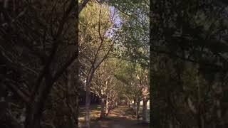 Have you seen the cherry blossoms in bloom at redwing Park in Virginia Beach Virginia? ￼