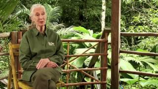 Jane Goodall Institute: Roots and Shoots Official Trailer