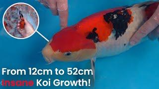 Incredible Beni, Sumi & Body Structure – Sanke Koi Analysis