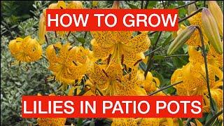 HOW TO GROW LILIES IN POTS - Adam's favourite lilies and how to grow them