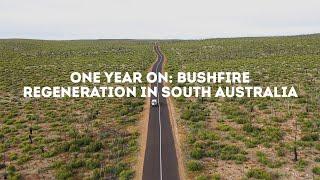 Bushfire Regeneration: One Year On in South Australia