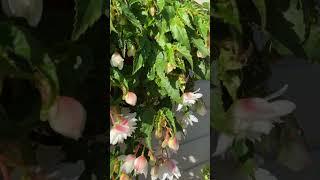Бегония Belleconia Snow. 07 июля ‘24 #garden #gardening #бегония #flowers #сад #бегонии #дача