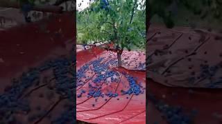 Unique Machine Mor Plucking Fruit From Trees |