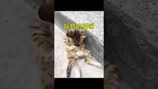流浪貓小奶貓在路邊餓到踩奶，一位小姐姐的做法令人暖心。 #animals #cat #cute #shorts