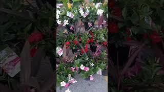 Summer Vibes! #garden #plants #summer #vibes #extravaganza #flowers #beauty #lovely #amazing #music