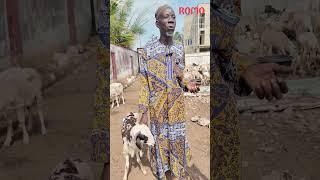Celebrating Eid with Generosity: Rep. Oseni Distributes Rams thereby Spreading Love