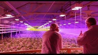 Aphria Inc (TSE:APH) Leamington Cannabis Grow Operations