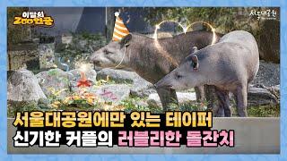 서울대공원 동물원에서만 만날 수 있는 미스테리한 러블리, '테이퍼'를 소개합니다. 